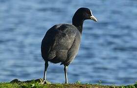 Eurasian Coot