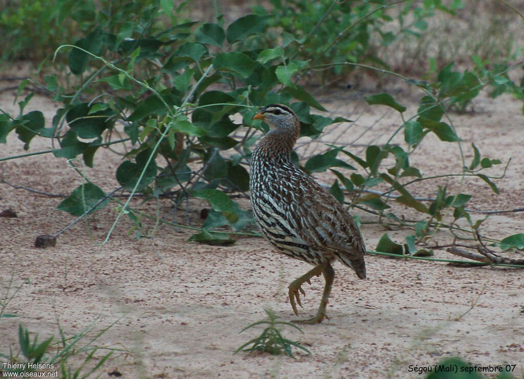 Francolin à double éperonadulte, identification