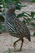 Double-spurred Francolin