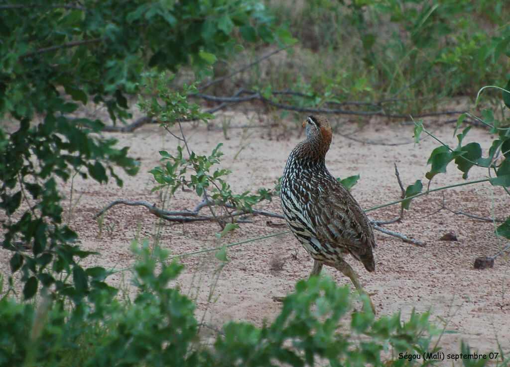 Double-spurred Spurfowl