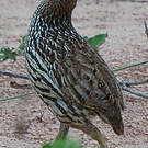 Francolin à double éperon