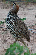 Double-spurred Francolin