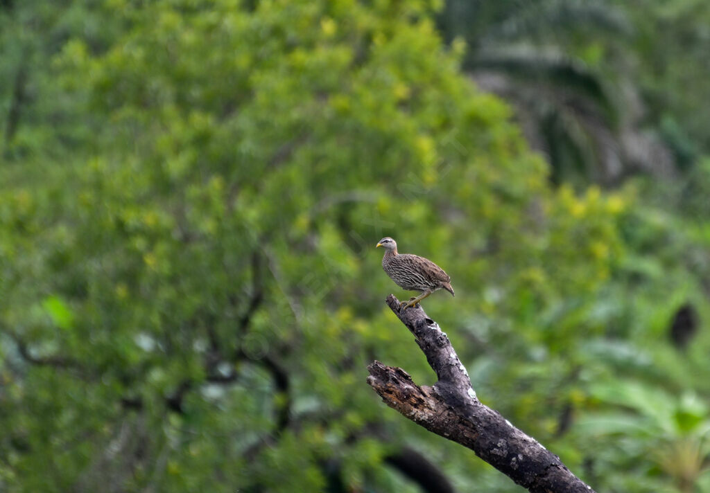 Double-spurred Francolinadult, identification