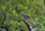 Francolin à double éperon