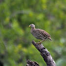 Francolin à double éperon