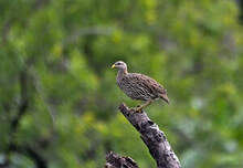 Francolin à double éperon