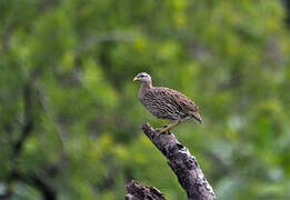 Double-spurred Francolin