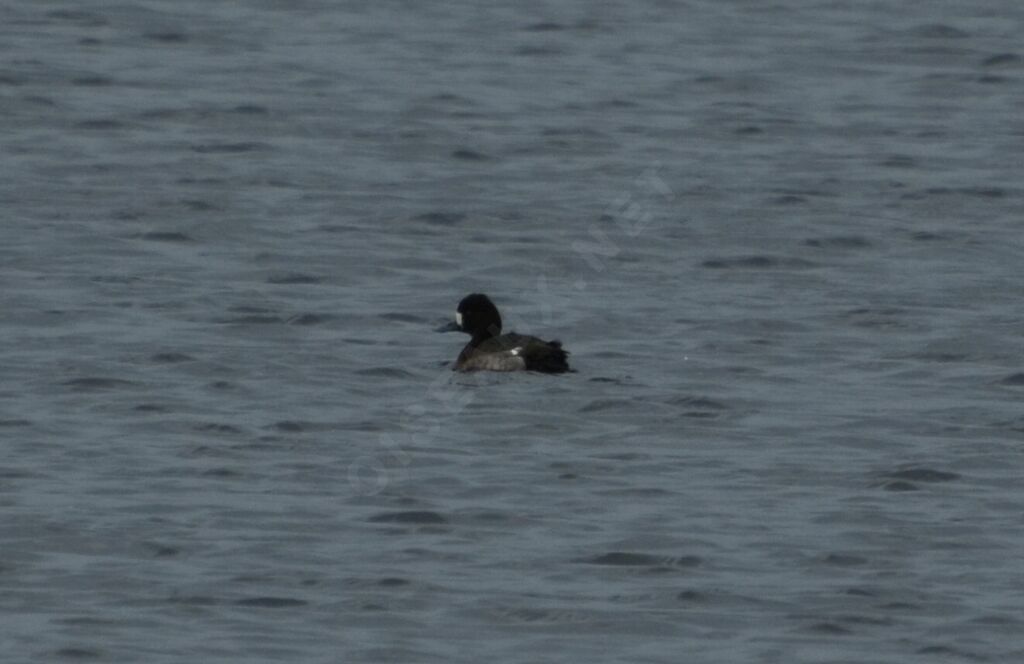 Lesser Scaup female adult