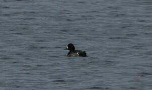 Lesser Scaup