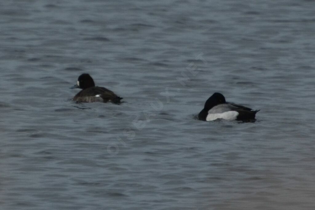 Lesser Scaupadult