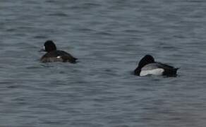 Lesser Scaup