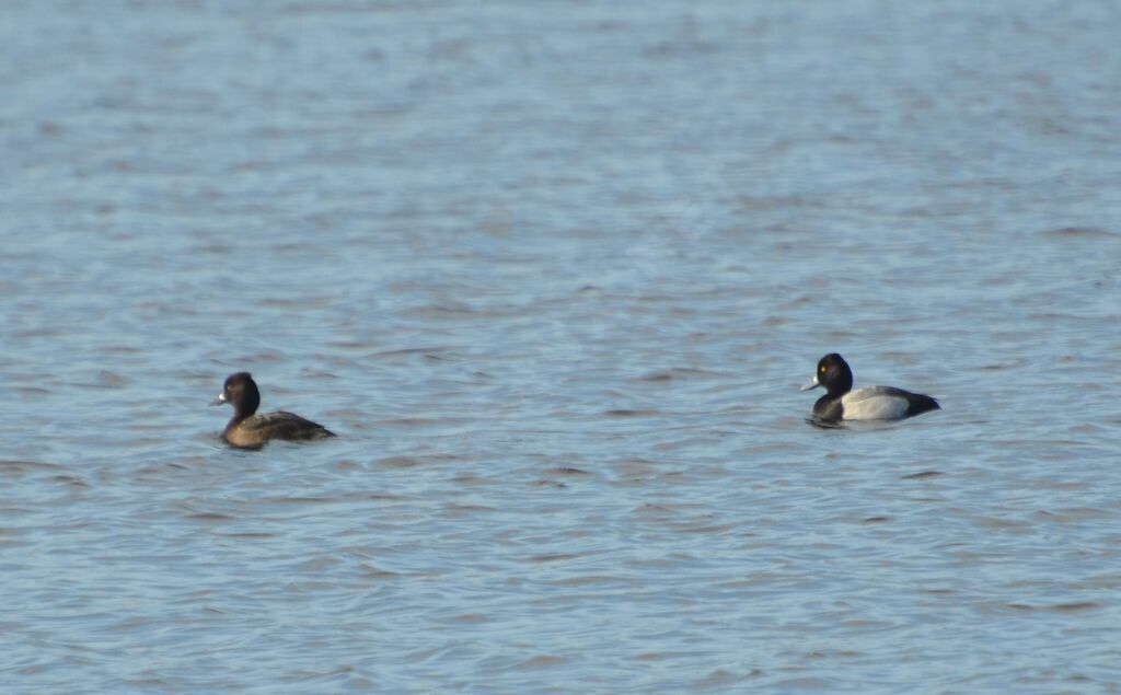 Lesser Scaupadult