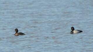 Lesser Scaup