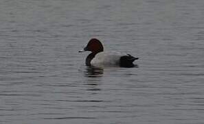 Common Pochard