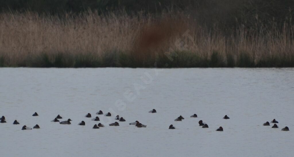 Common Pochard