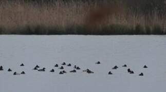 Common Pochard