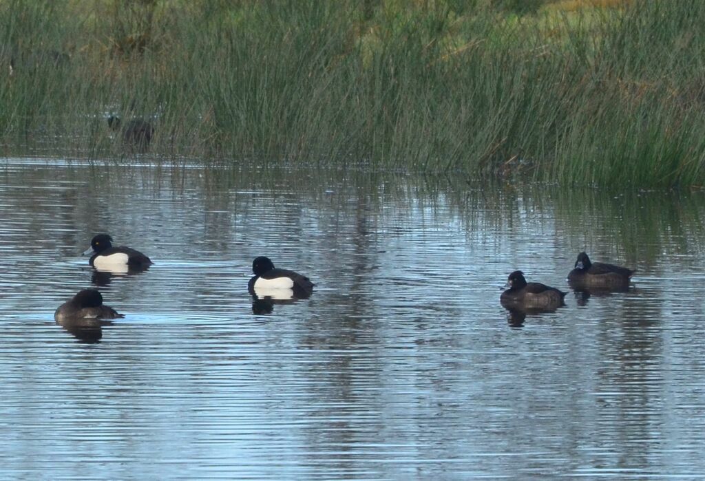 Tufted Duck