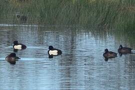 Tufted Duck