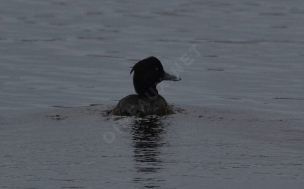 Tufted Duck female adult