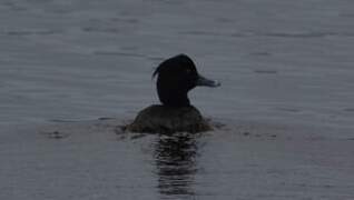 Tufted Duck