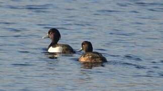 Tufted Duck