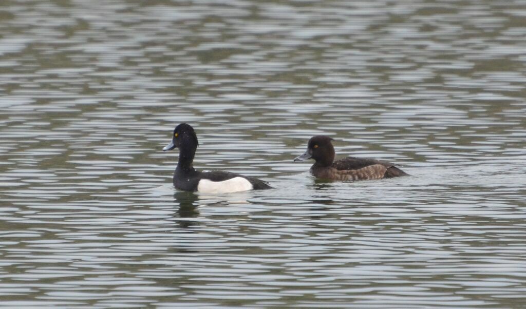 Tufted Duckadult