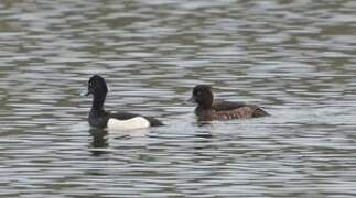 Tufted Duck