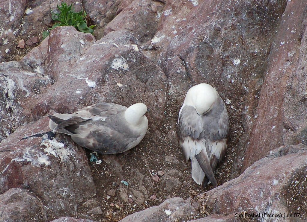 Northern Fulmar