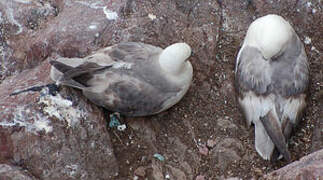 Northern Fulmar