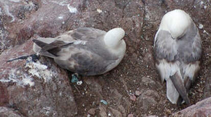 Fulmar boréal