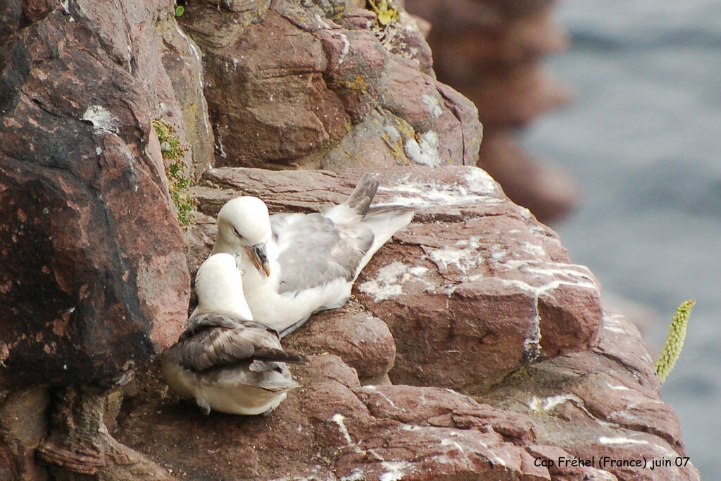 Fulmar boréal