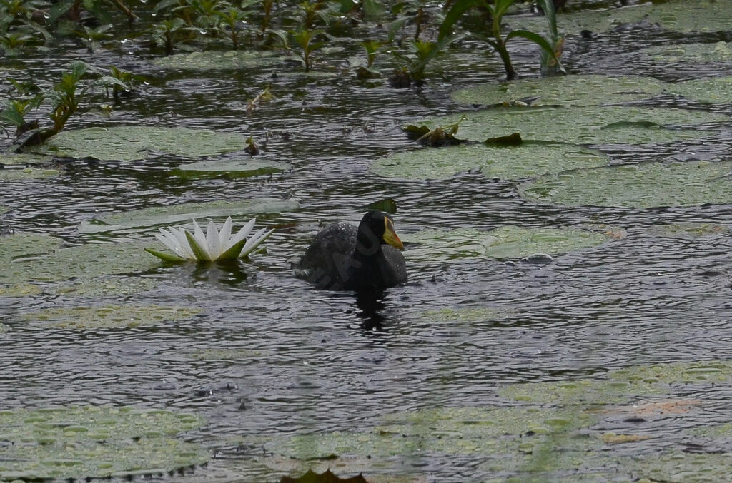 Gallinule africaineadulte, identification