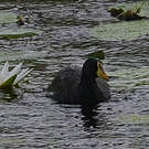 Gallinule africaine