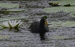 Lesser Moorhen