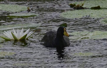 Gallinule africaine