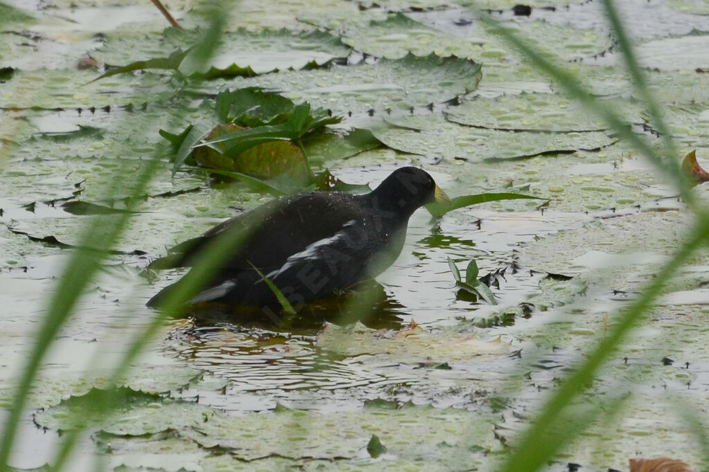 Gallinule africaineadulte