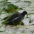 Gallinule africaine
