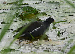 Gallinule africaine