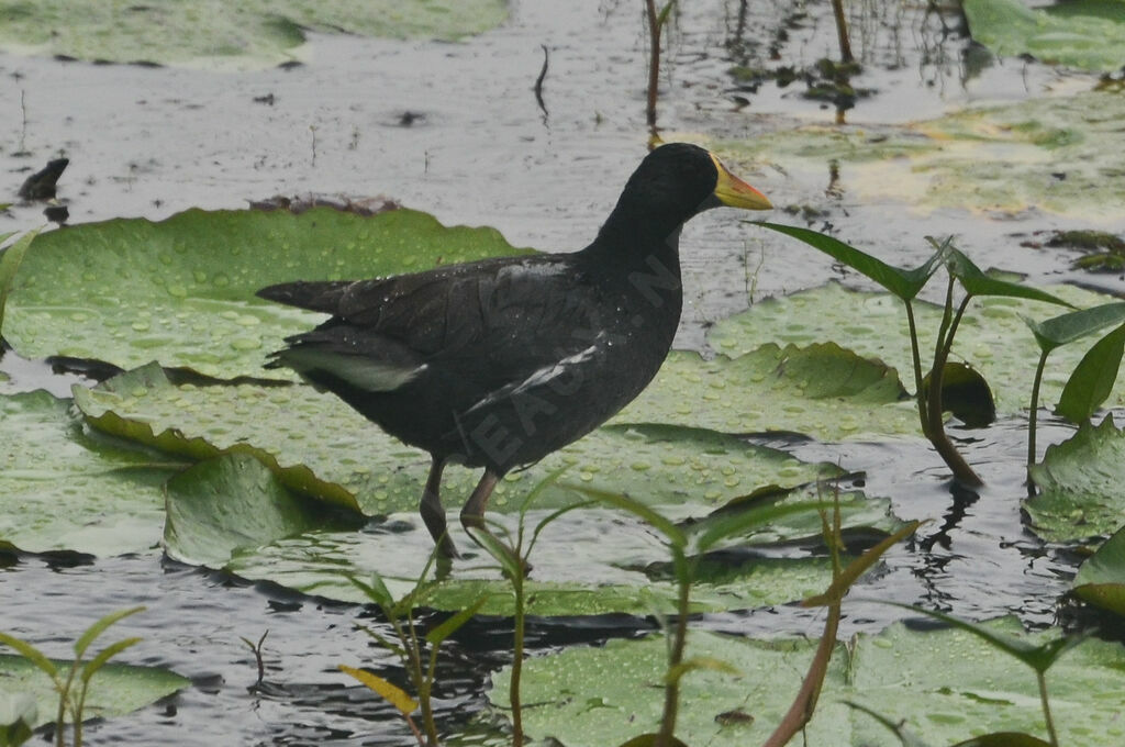 Gallinule africaineadulte, identification