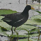 Gallinule africaine