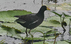 Gallinule africaine