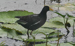 Lesser Moorhen