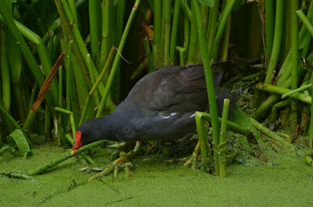 Gallinule poule-d'eau