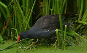 Common Moorhen