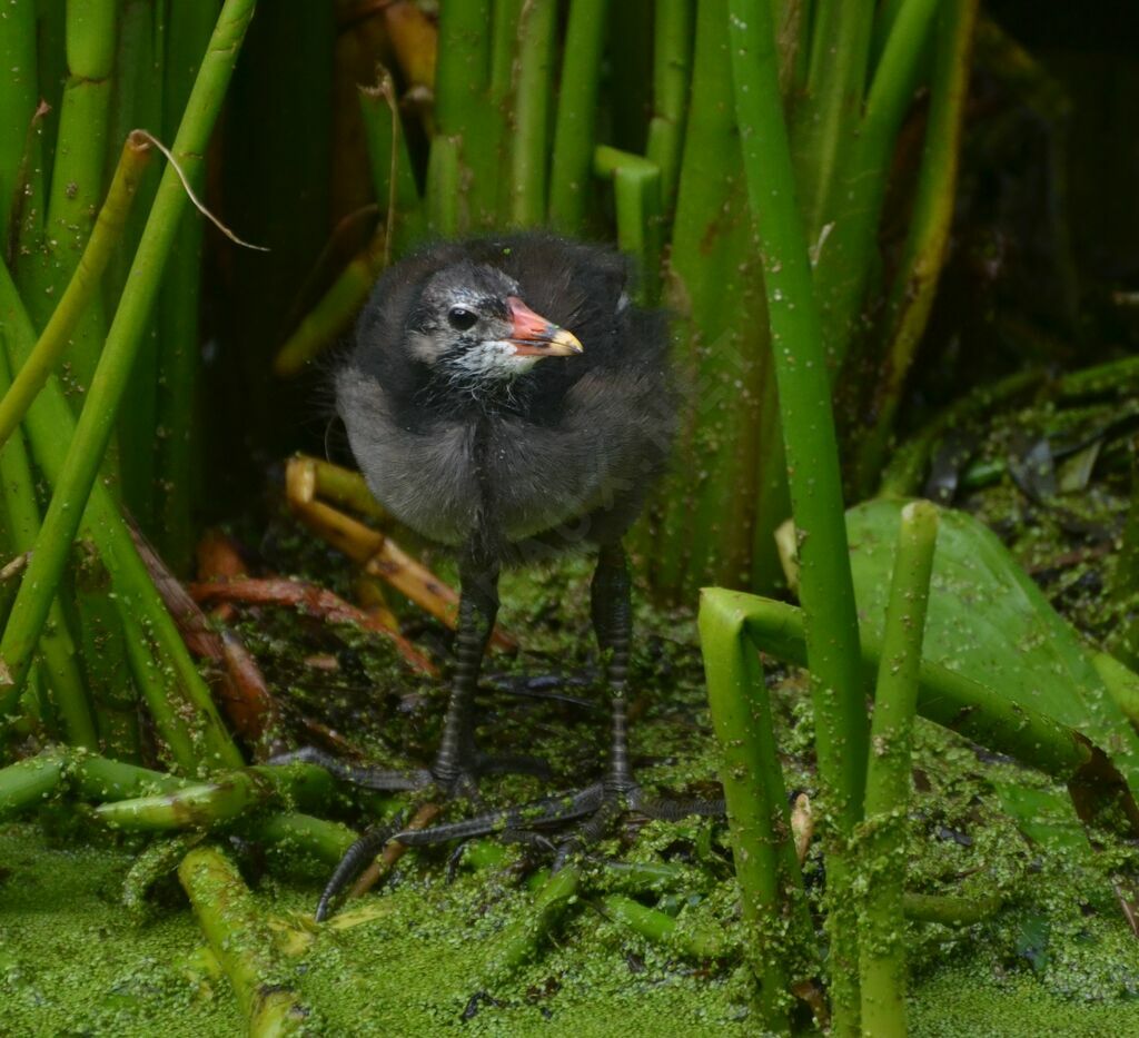 Common Moorhen