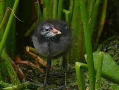 Common Moorhen