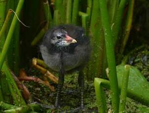 Gallinule poule-d'eau