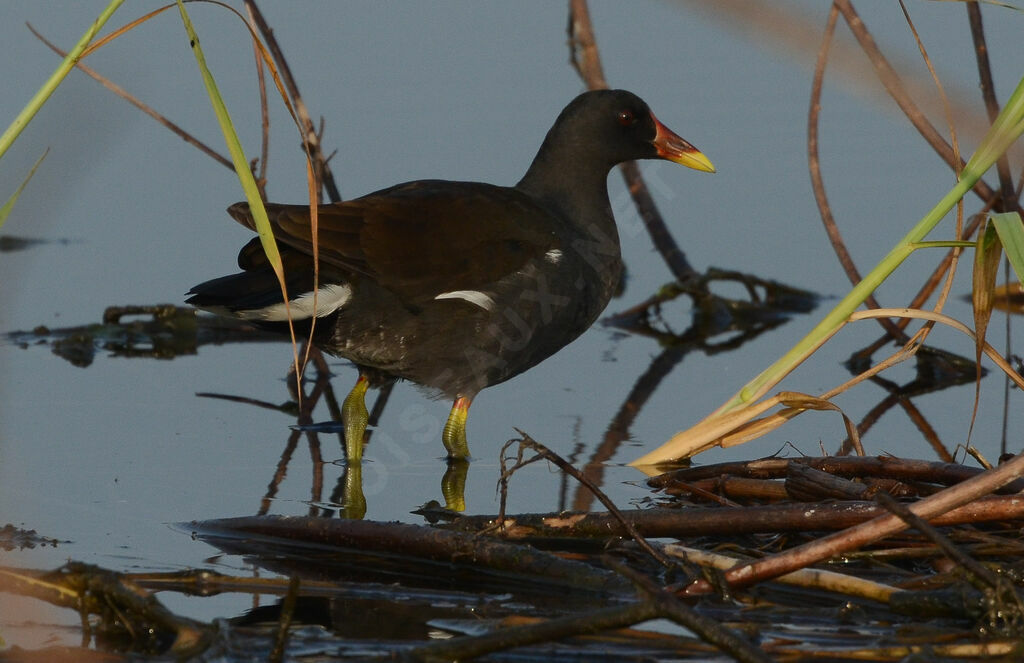 Gallinule poule-d'eauadulte, identification