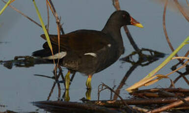 Gallinule poule-d'eau