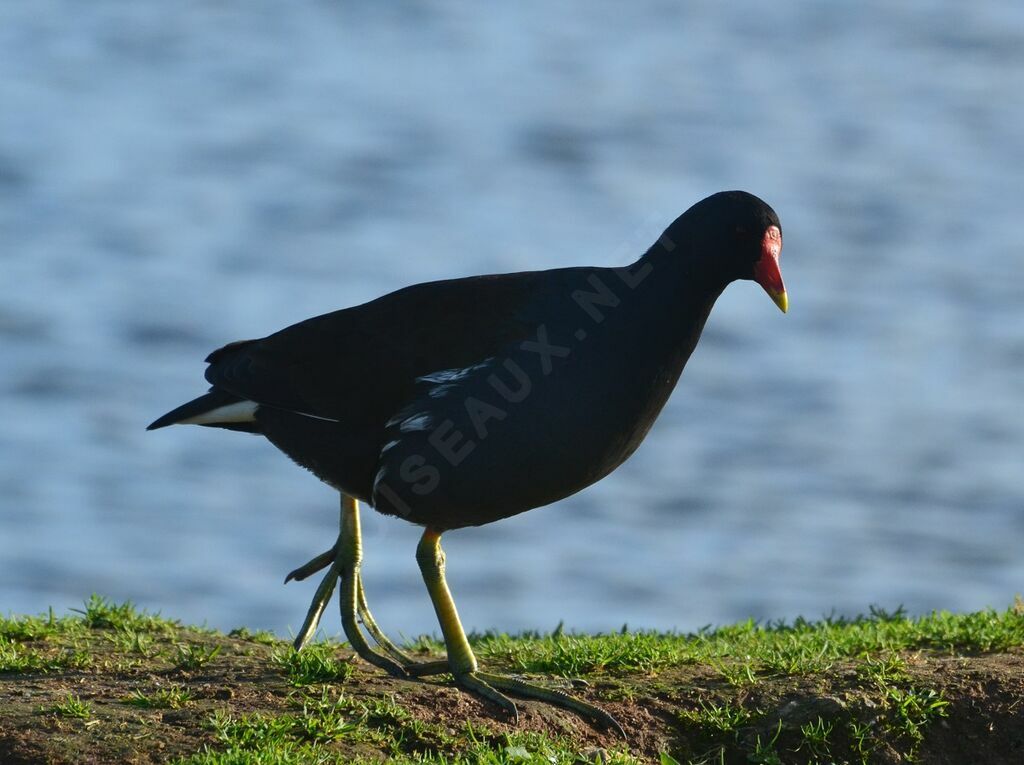 Gallinule poule-d'eauadulte, identification